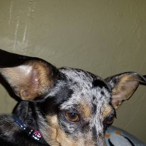 Meet your Posher, Connie